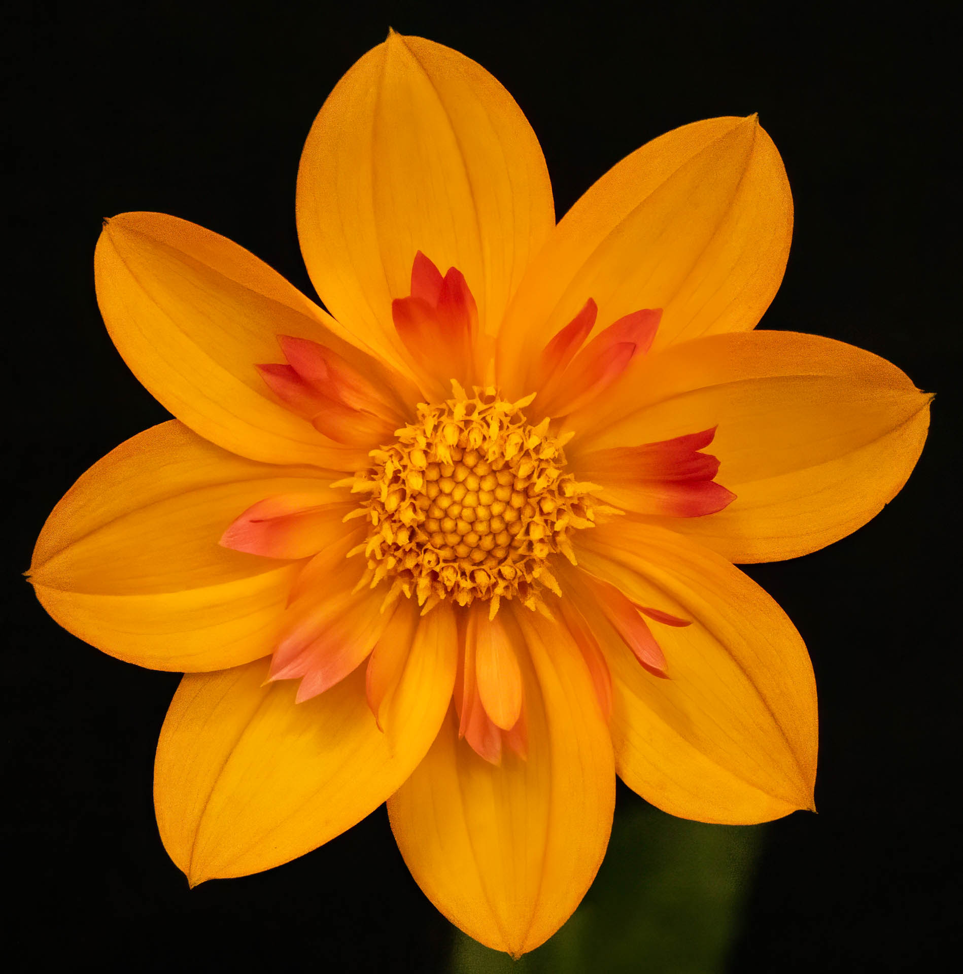 3rd PrizeCreative Artistry In Class 1 By Diane Sandler For Dahlia Surprise OCT-2025.jpg